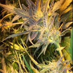 User uploaded image of Big Buddha Cheese