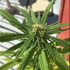 User uploaded image of Big Buddha Cheese