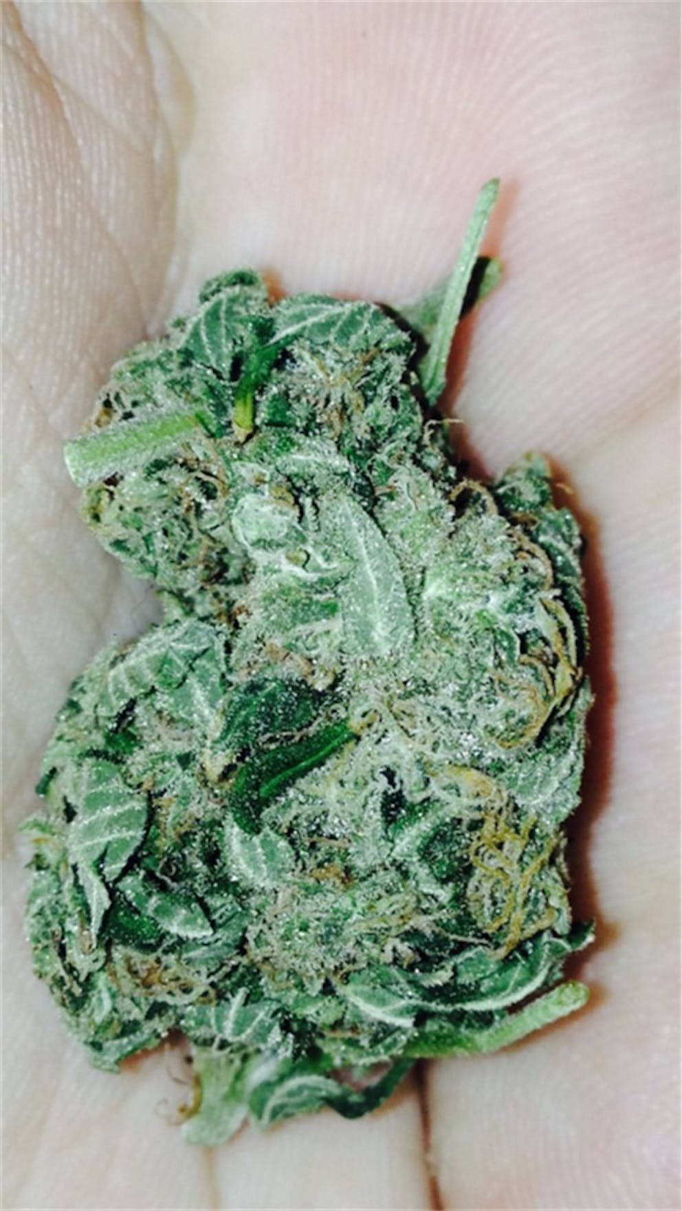 Photos of Big Buddha Cheese Weed Strain Buds Leafly