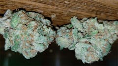 User uploaded image of Big Holy Nina