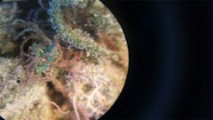 User uploaded image of Big Sur Holy Weed