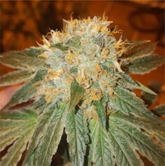 User uploaded image of Biker Le’Blanc