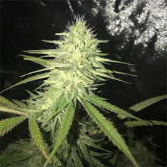 User uploaded image of Birthday Cake