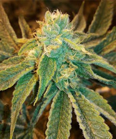 User uploaded image of Birthday Cake