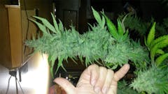 User uploaded image of Black '84