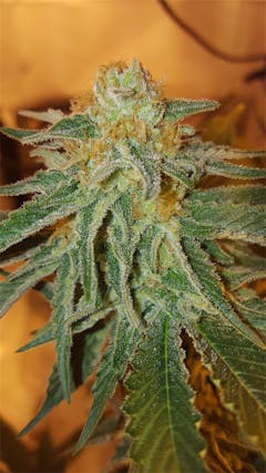 User uploaded image of Black '84