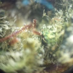 User uploaded image of Black Betty