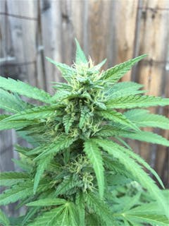 User uploaded image of Black Bubba