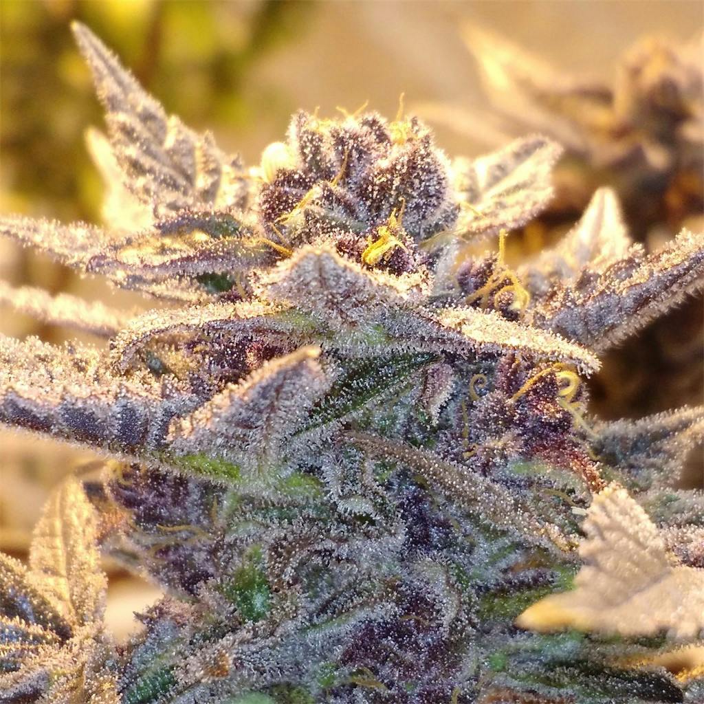 Photos of Black Cherry Cheesecake Weed Strain Buds Leafly