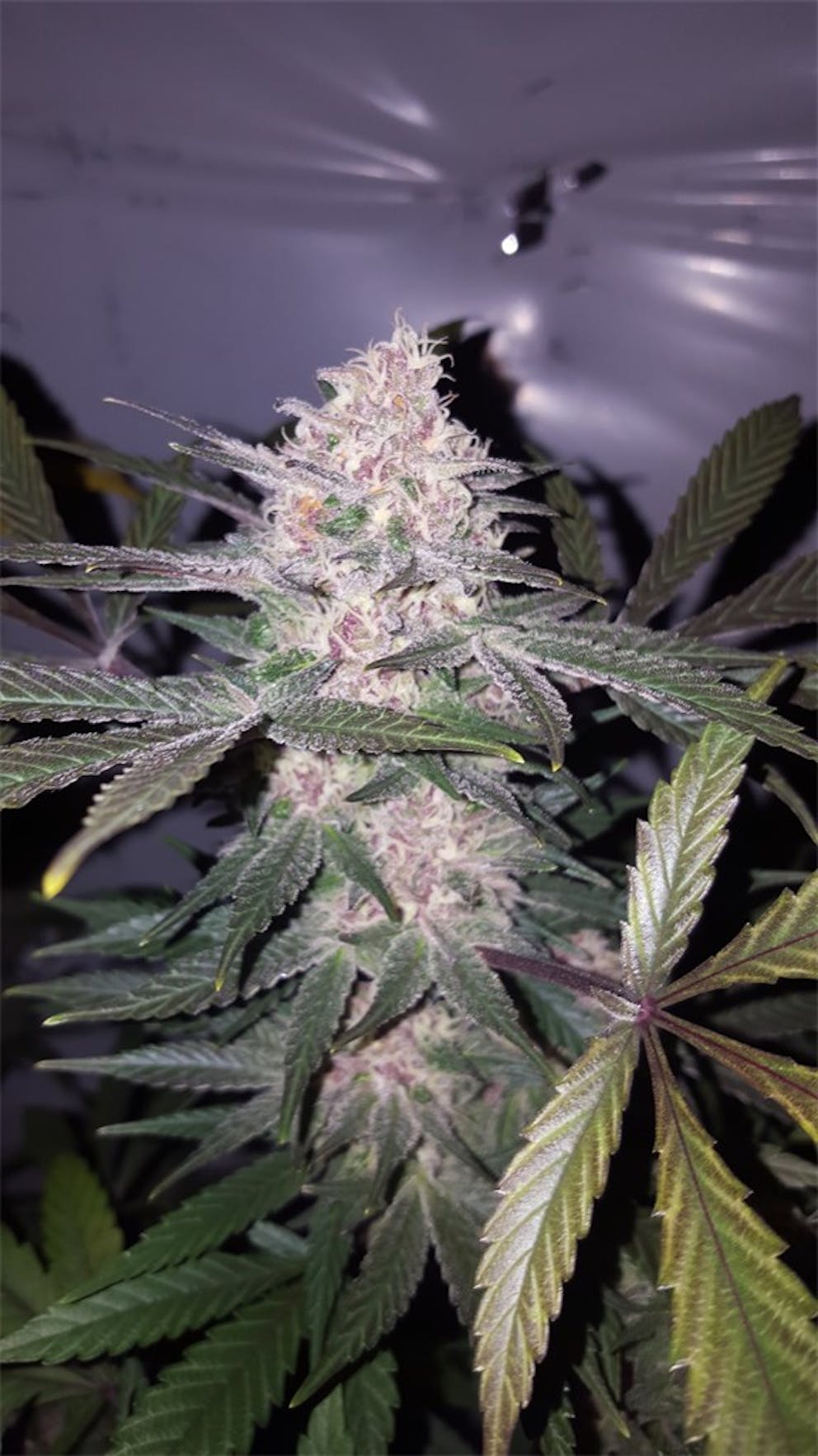 Photos of Black Cherry Cheesecake Weed Strain Buds Leafly