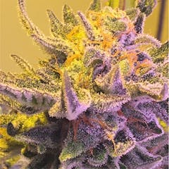 User uploaded image of Black Cherry Cheesecake