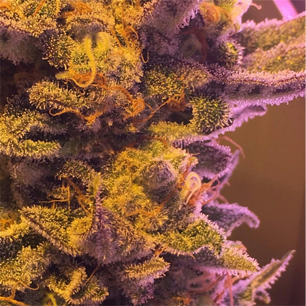 Black Cherry Cheesecake Weed Strain Information Leafly