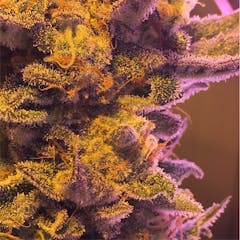 User uploaded image of Black Cherry Cheesecake