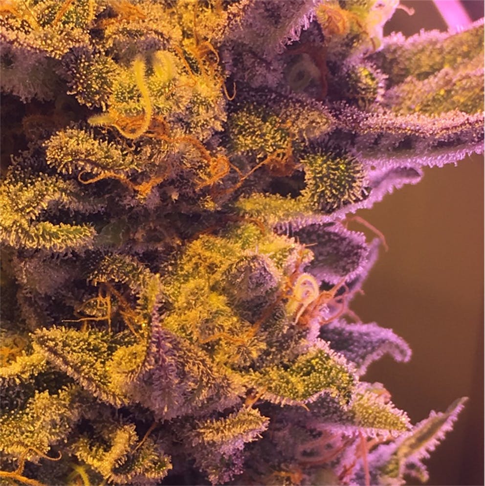 Photos of Black Cherry Cheesecake Weed Strain Buds Leafly