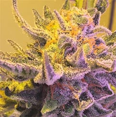 User uploaded image of Black Cherry Cheesecake