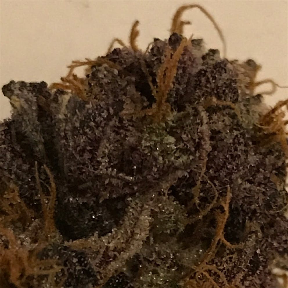 Photos of Black Cherry Cheesecake Weed Strain Buds Leafly