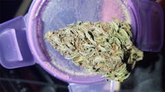 User uploaded image of Black Cherry OG