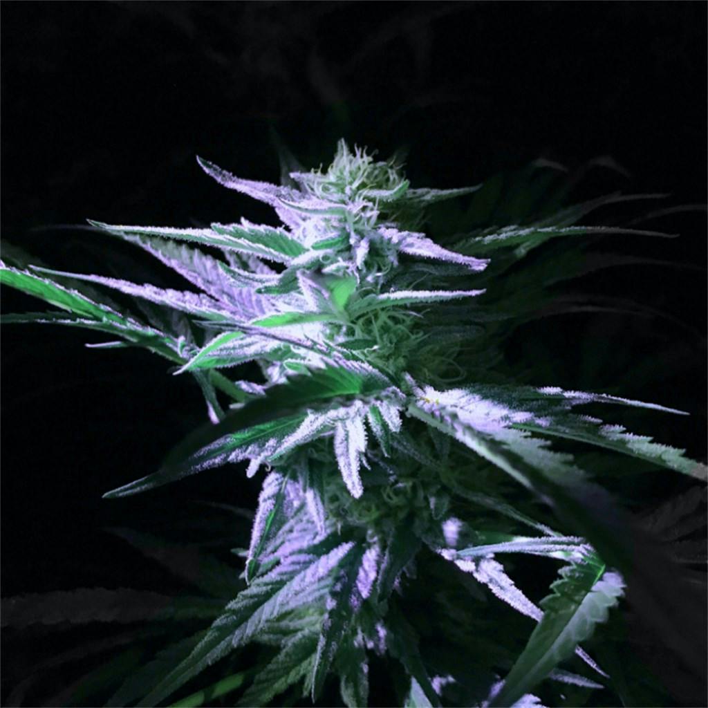 Black Cherry Pie Weed Strain Information Leafly