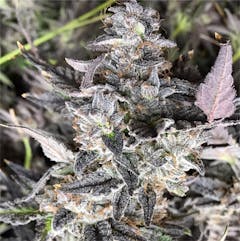 User uploaded image of Black Cherry Pie