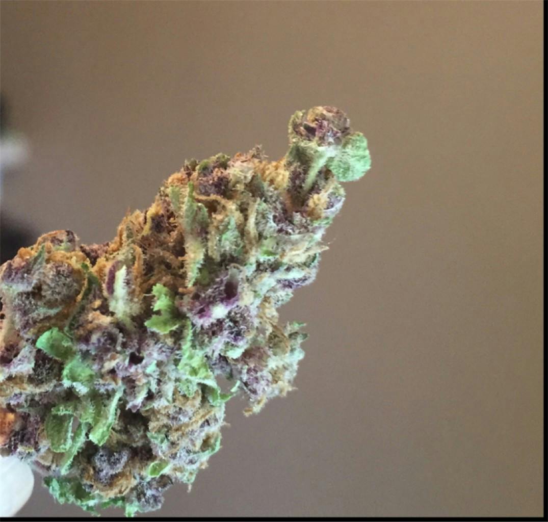 Photos of Black Cherry Soda Weed Strain Buds Leafly