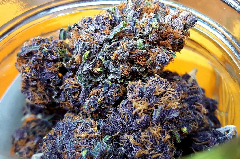 Photos of Black Cherry Soda Weed Strain Buds Leafly