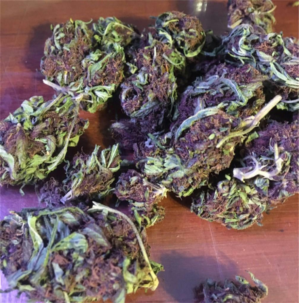 Photos of Black Cherry Soda Weed Strain Buds Leafly