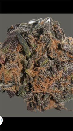 User uploaded image of Black Dahlia