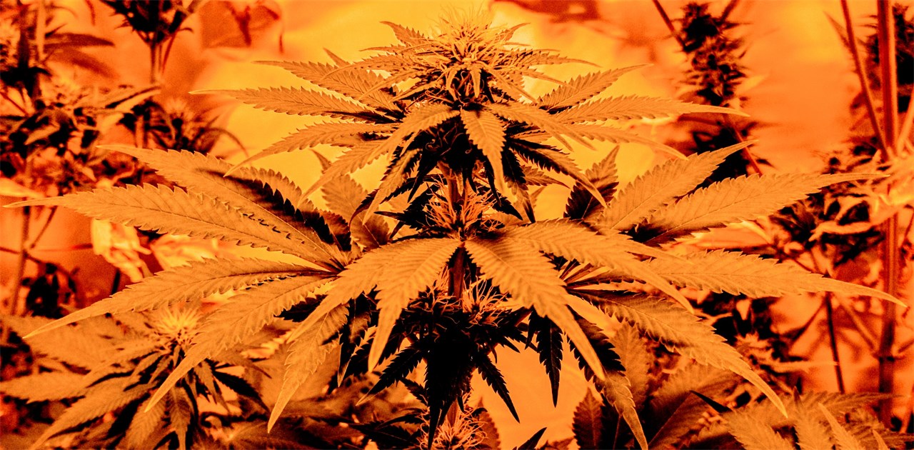 Little Known Facts About Black Domina Seeds Weed Strain THC