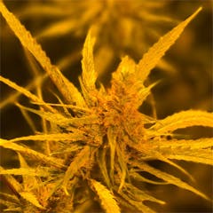 User uploaded image of Black Jack