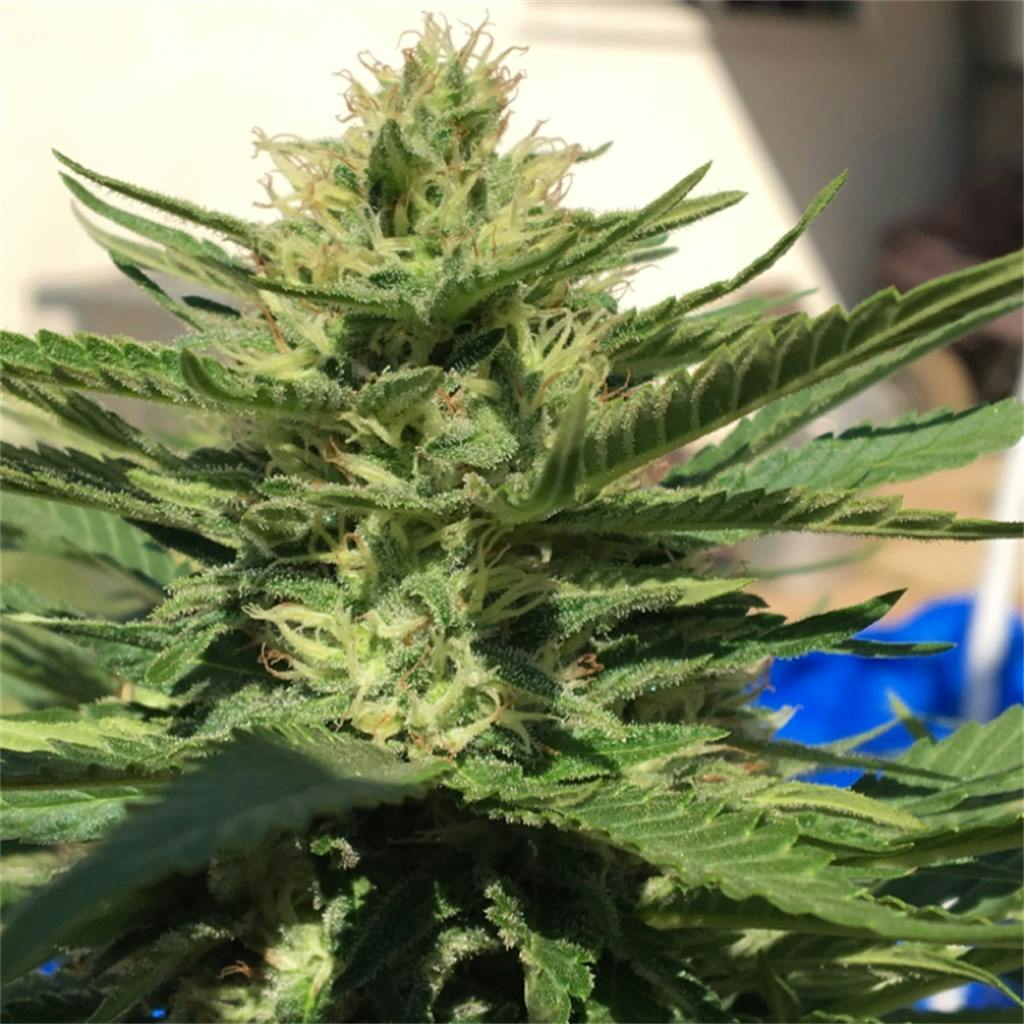 Photos of Black Jack Weed Strain Buds Leafly