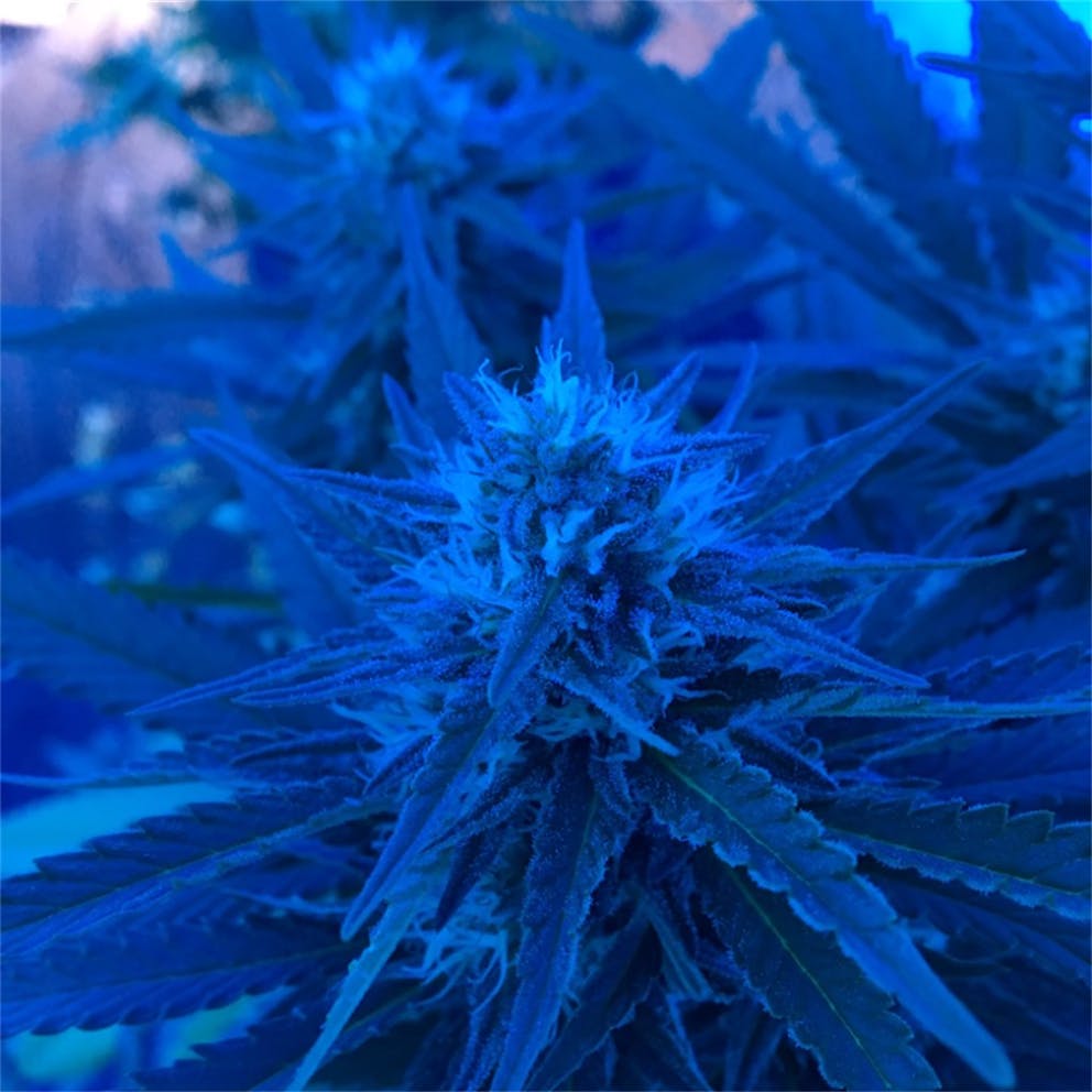 Photos of Black Jack Weed Strain Buds | Leafly