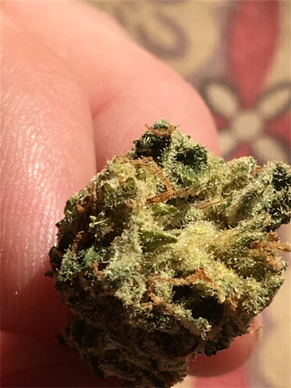 Photos of Black Jack Weed Strain Buds | Leafly