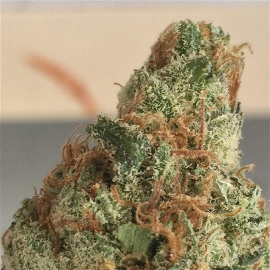 Photos of Black Jack Weed Strain Buds | Leafly