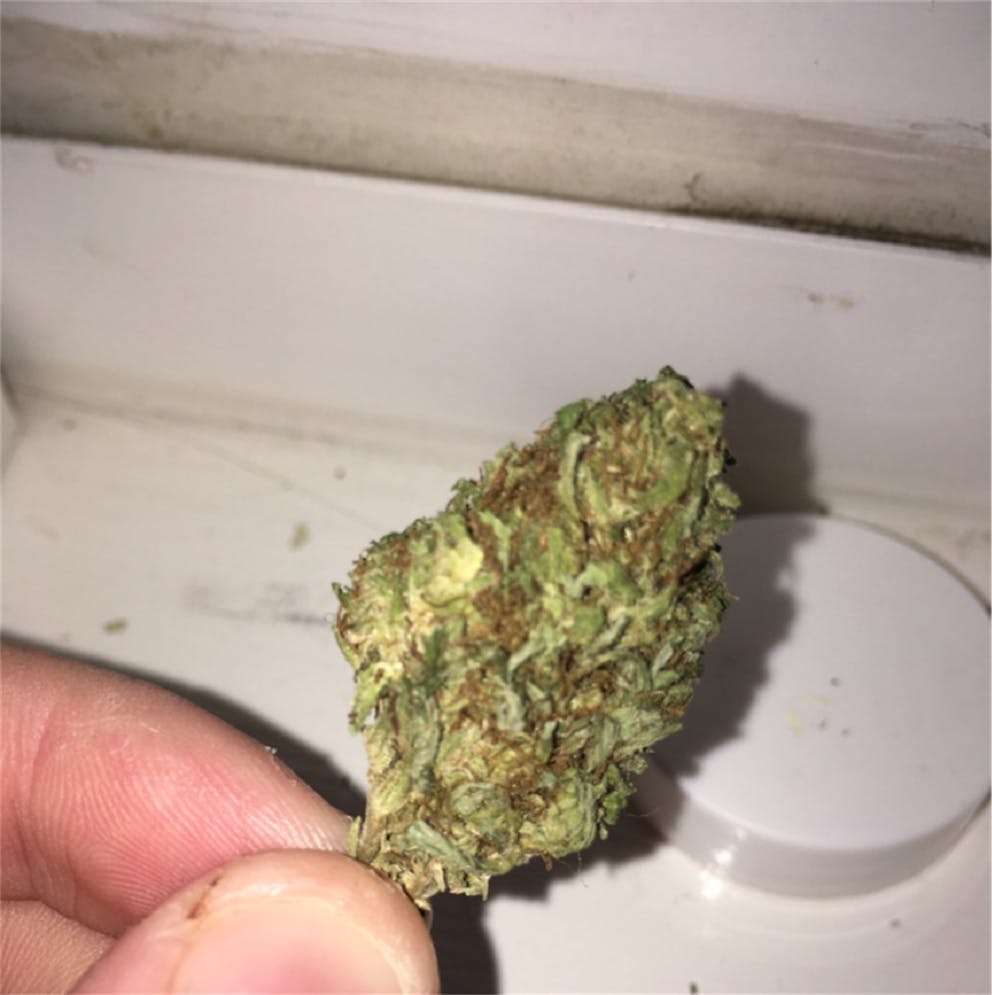 Photos of Black Jack Weed Strain Buds | Leafly