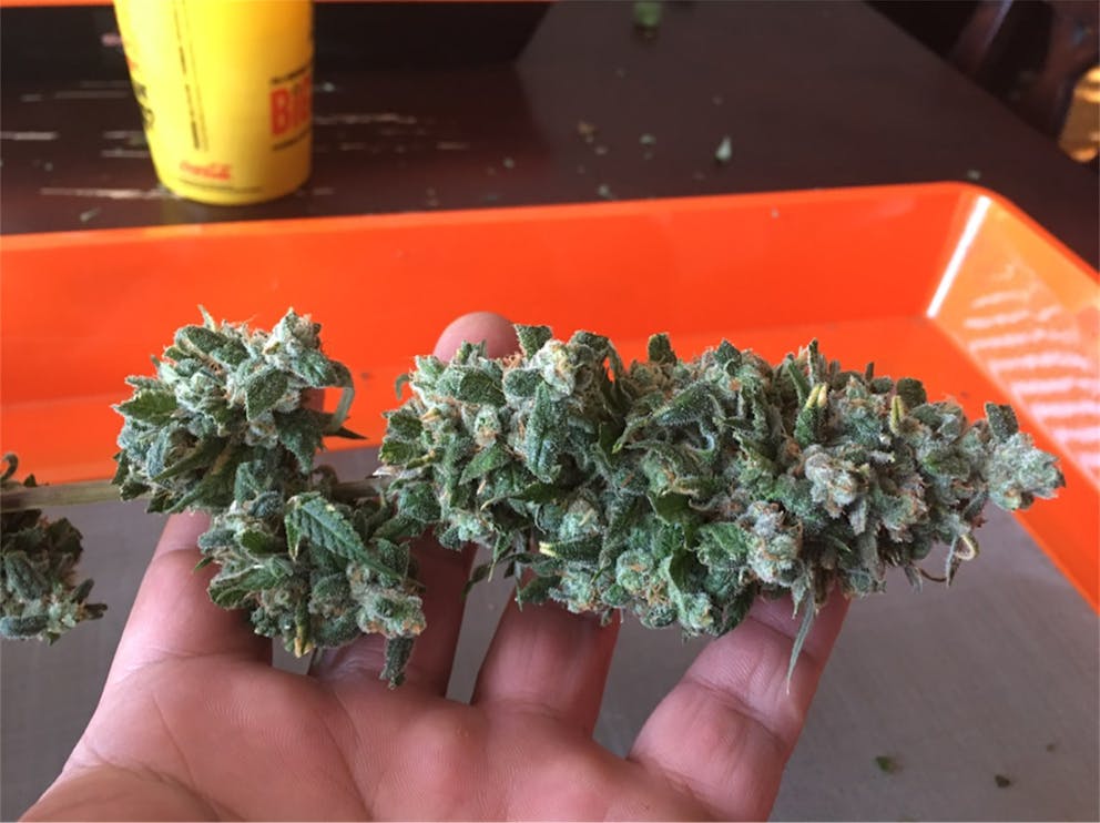 Photos of Black Jack Weed Strain Buds | Leafly