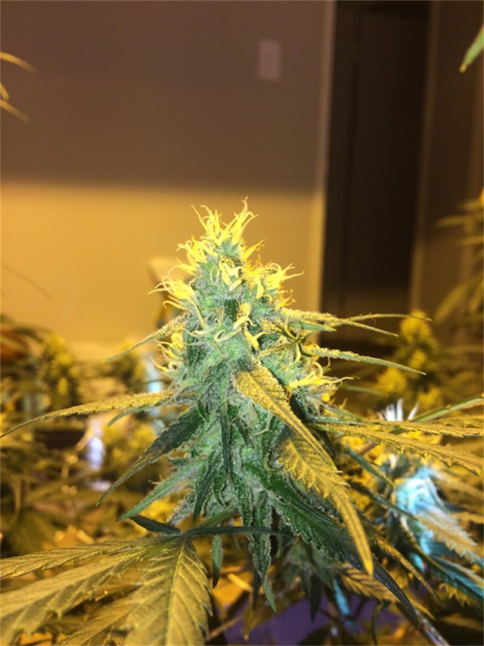 Photos of Black Jack Weed Strain Buds | Leafly