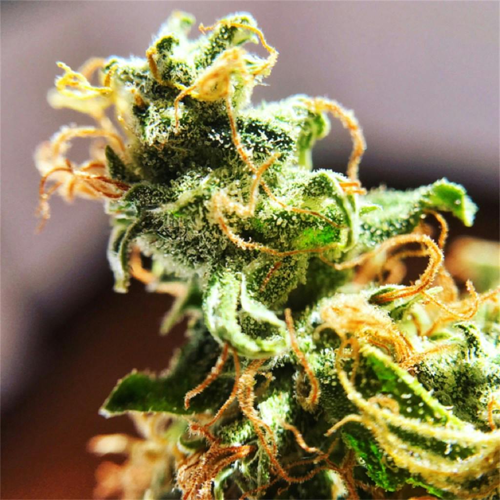 Black Jack Weed Strain Information Leafly