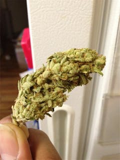 User uploaded image of Black Label Kush