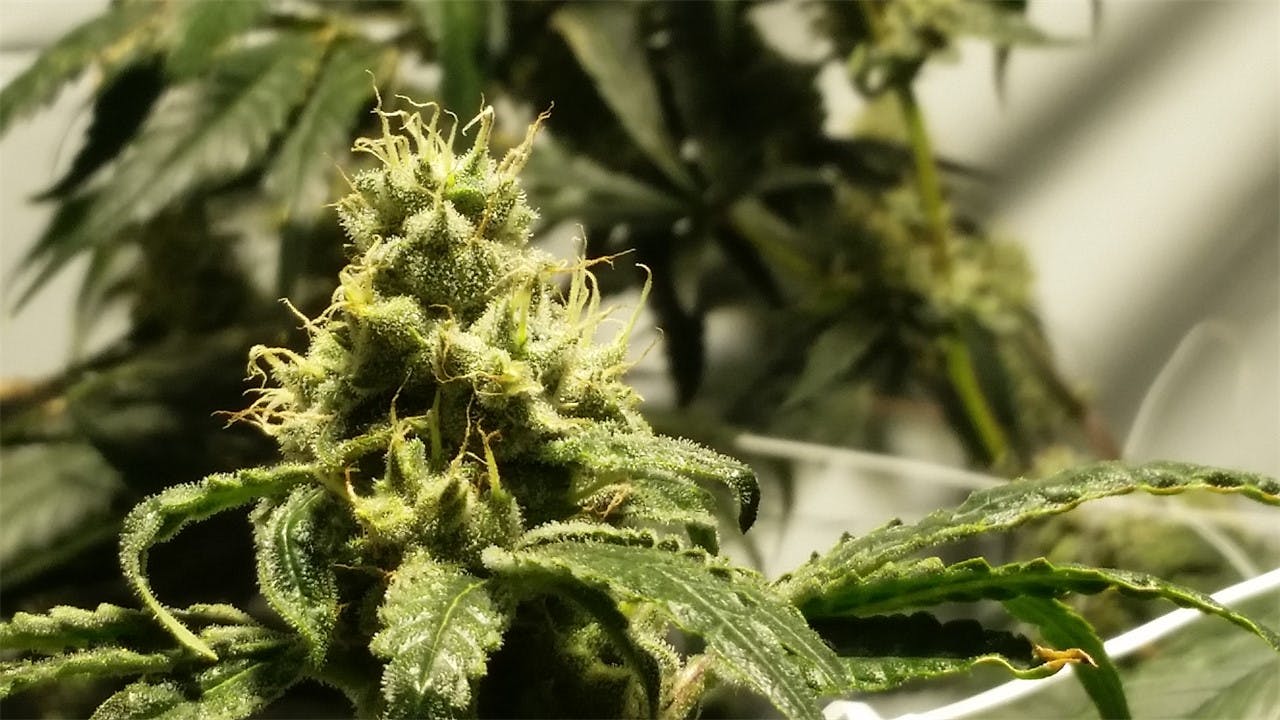 Black Lime aka Black Lime Special Reserve, Black Lime Special, Black