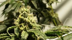 User uploaded image of Black Lime