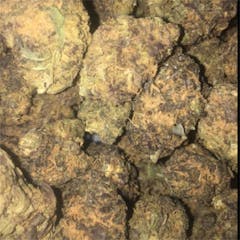 User uploaded image of Black Mamba