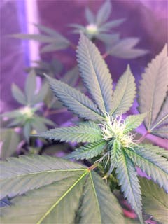 User uploaded image of Black Mamba