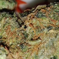 User uploaded image of Black Mamba