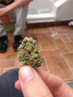 User uploaded image of Black Mamba