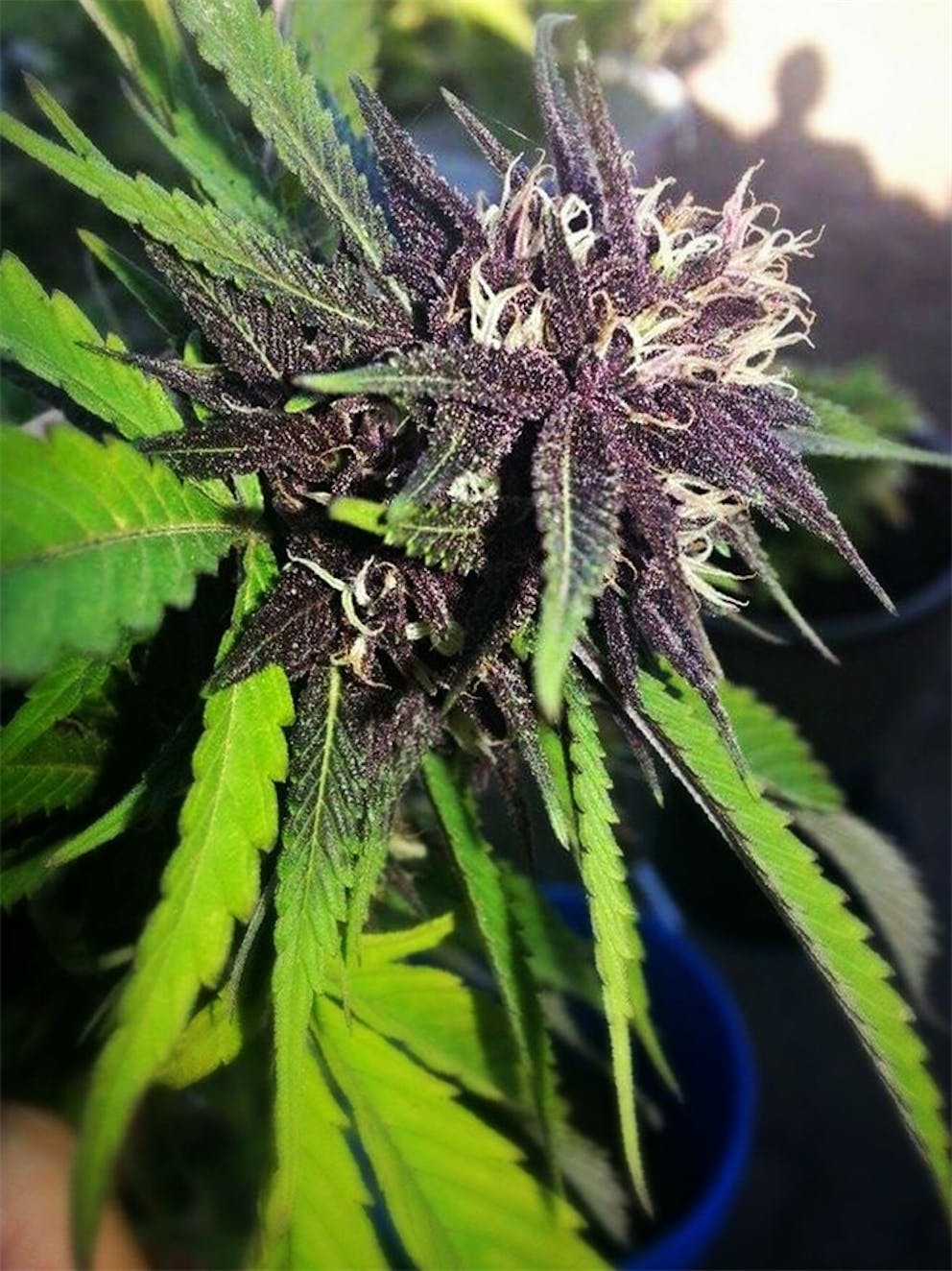 Photos of Black Russian Weed Strain Buds | Leafly