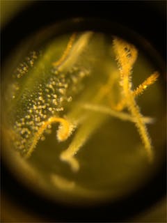 User uploaded image of Black Russian