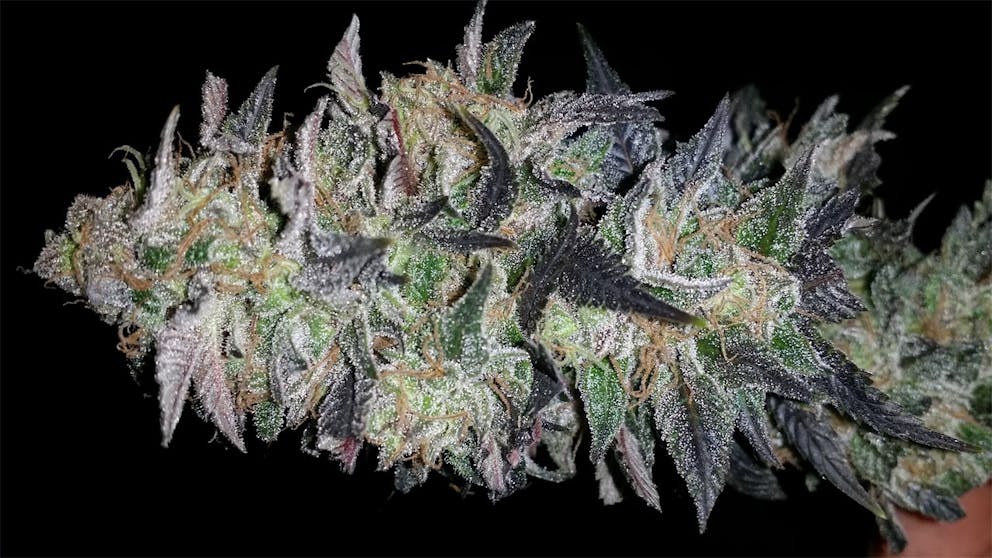 Photos of Black Russian Weed Strain Buds Leafly