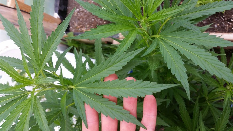 Photos of Black Tuna Weed Strain Buds Leafly