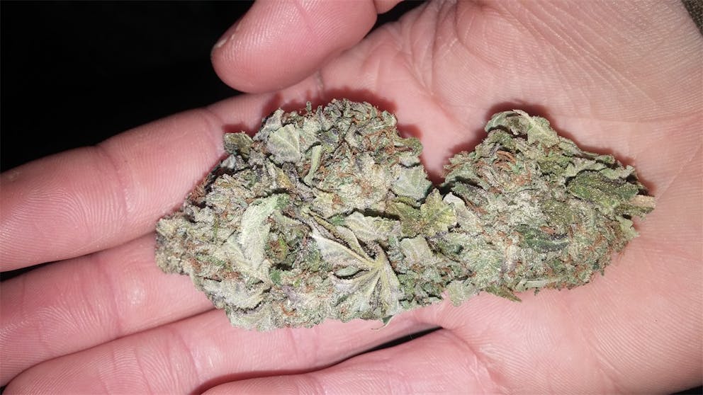 Photos of Black Tuna Weed Strain Buds Leafly