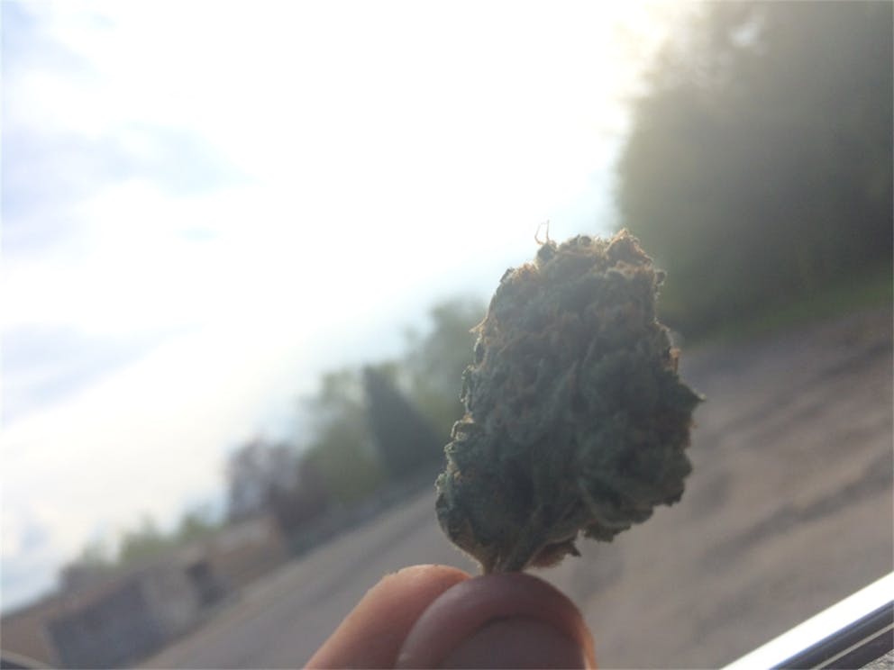 Photos of Black Tuna Weed Strain Buds Leafly